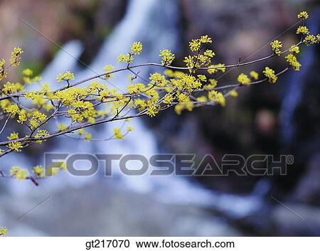 Stock Image - nature, landscape, scenery, scene, Cornus officinalis, outdoor, exterior. Fotosearch