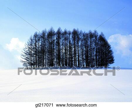 nature, landscape, scenery, scene, tree, winter, snowscape View Large Photo Image Stock Image - nature, landscape, scenery, scene, tree, winter, snowscape. Fotosearch