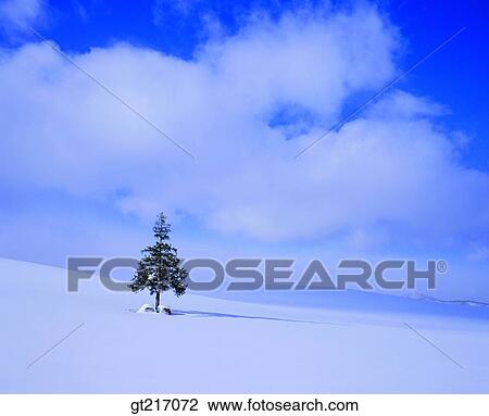 nature, landscape, scenery, scene, snowfield, snowscape, tree View Large Photo Image Stock Image - nature, landscape, scenery, scene, snowfield, snowscape, tree. Fotosearch