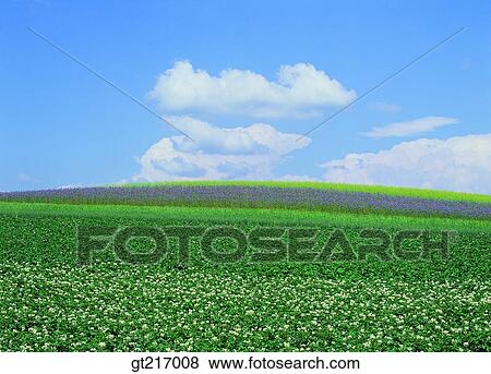 nature, landscape, scenery, scene, plain, field, crops View Large Photo Image Stock Photo - nature, landscape, scenery, scene, plain, field, crops. Fotosearch
