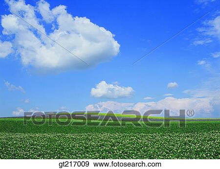 Stock Photo - nature, landscape, scenery, scene, plain, field, crops. Fotosearch