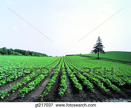 nature, landscape, scenery, scene, crops, farm products, farm produce View Large Photo Image Stock Photo - nature, landscape, scenery, scene, crops, farm products, farm produce. Fotosearch