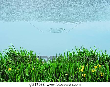 nature, landscape, scenery, scene, river, iris flower, grass View Large Photo Image Stock Photo - nature, landscape, scenery, scene, river, iris flower, grass. Fotosearch