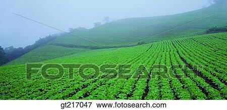 nature, landscape, scenery, scene, vegetable garden, vegetable, fog View Large Photo Image Stock Photo - nature, landscape, scenery, scene, vegetable garden, vegetable, fog. Fotosearch