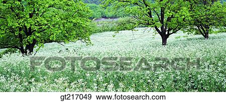 Stock Photo - nature, landscape, scenery, scene, flower garden, flower bed, plain. Fotosearch