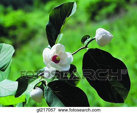 Stock Photo - nature, landscape, scenery, scene, peony tree, flowering plant, peony. Fotosearch
