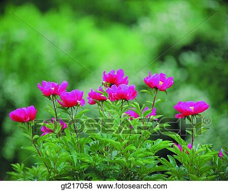 Stock Photo - nature, landscape, scenery, scene, peony, outdoor, exterior. Fotosearch