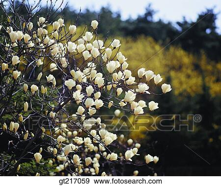 nature, landscape, scenery, scene, magnolia, magnolia flower, outdoor View Large Photo Image Stock Photo - nature, landscape, scenery, scene, magnolia, magnolia flower, outdoor. Fotosearch