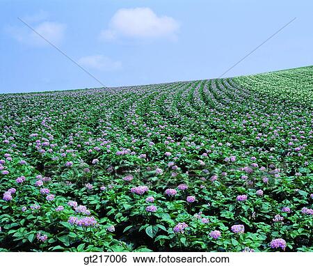 Stock Photograph - nature, landscape, scenery, scene, potato farm, farm, potato flower. Fotosearch