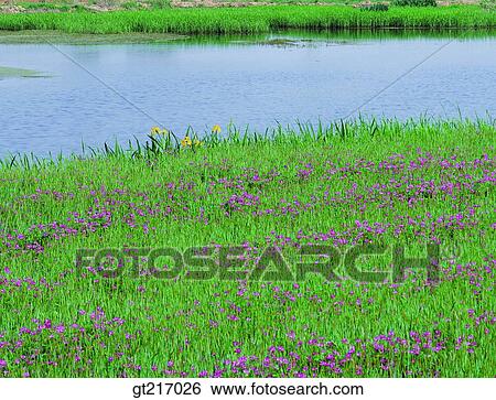 Stock Photograph - nature, landscape, scenery, scene, river, grass, plain. Fotosearch