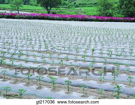 nature, landscape, scenery, scene, pepperfarm, pepper, crops View Large Photo Image Stock Photograph - nature, landscape, scenery, scene, pepperfarm, pepper, crops. Fotosearch