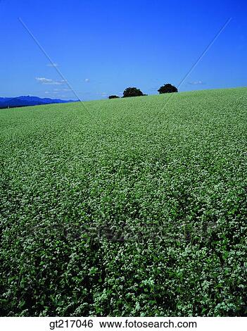 Stock Photograph - nature, landscape, scenery, scene, buckwheat, wheat farm, convolvulus. Fotosearch