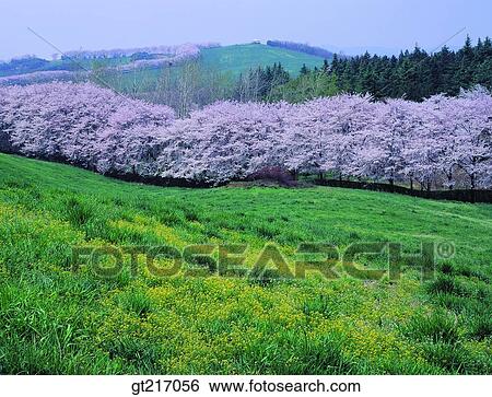 nature, landscape, scenery, scene, plain, field, cherry blossom View Large Photo Image Stock Photograph - nature, landscape, scenery, scene, plain, field, cherry blossom. Fotosearch