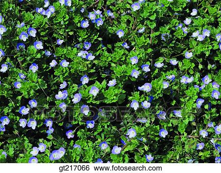 nature, landscape, scenery, scene, grass, wild flower, outdoor View Large Photo Image Stock Photograph - nature, landscape, scenery, scene, grass, wild flower, outdoor. Fotosearch