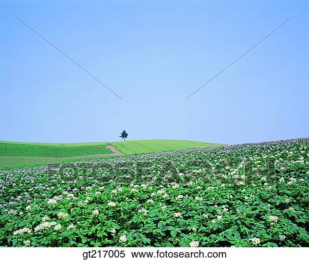 nature, landscape, scenery, scene, potato farm, potato flower, plain View Large Photo Image Stock Photography - nature, landscape, scenery, scene, potato farm, potato flower, plain. Fotosearch