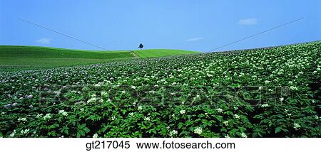 Stock Photography - nature, landscape, scenery, scene, potato farm, potato flower, plain. Fotosearch