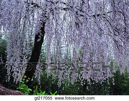 Stock Photography - nature, landscape, scenery, scene, flower tree, flowering plant, tree. Fotosearch