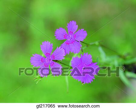 nature, landscape, scenery, scene, China pink, pink, wild flower View Large Photo Image Stock Photography - nature, landscape, scenery, scene, China pink, pink, wild flower. Fotosearch