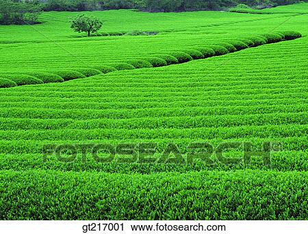 nature, landscape, scenery, scene, tea plantation, tea garden, furrow View Large Photo Image Stock Image - nature, landscape, scenery, scene, tea plantation, tea garden, furrow. Fotosearch