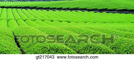 Stock Image - nature, landscape, scenery, scene, tea plantation, tea garden, furrow. Fotosearch