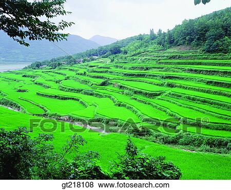exterior, day, daytime, daylight, crop, harvest, rice field View Large Photo Image Stock Photo - exterior, day, daytime, daylight, crop, harvest, rice field. Fotosearch
