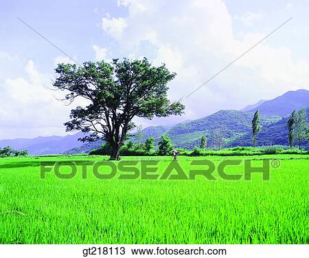 exterior, day, daytime, daylight, farm village, farming, rice field View Large Photo Image Stock Image - exterior, day, daytime, daylight, farm village, farming, rice field. Fotosearch
