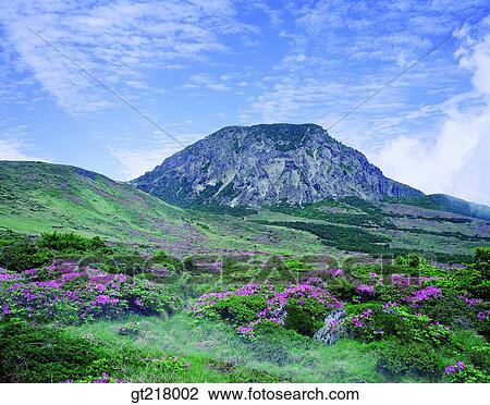 Stock Image - exterior, day, daytime, daylight, Hanfa mountain, spring, royal azalea. Fotosearch