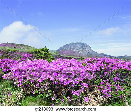 exterior, day, daytime, daylight, Hanfa mountain, spring, royal azalea View Large Photo Image Stock Image - exterior, day, daytime, daylight, Hanfa mountain, spring, royal azalea. Fotosearch