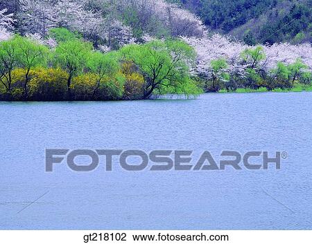 exterior, day, daytime, daylight, lake, spring, cherry blossom View Large Photo Image Stock Image - exterior, day, daytime, daylight, lake, spring, cherry blossom. Fotosearch
