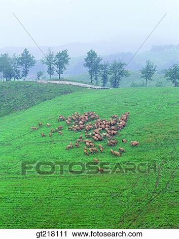 exterior, day, daytime, daylight, many, stock farm, ranch View Large Photo Image Stock Image - exterior, day, daytime, daylight, many, stock farm, ranch. Fotosearch