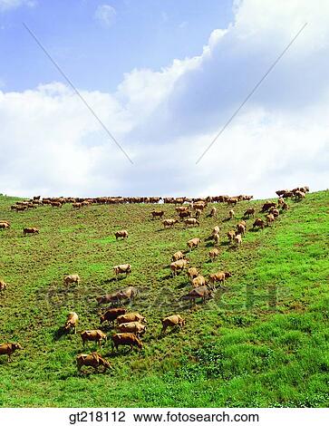 Stock Image - exterior, day, daytime, daylight, many, stock farm, ranch. Fotosearch