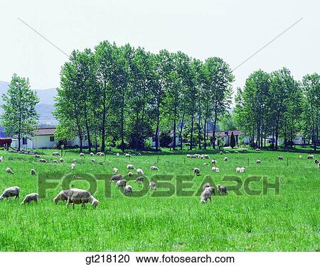 exterior, day, daytime, daylight, many, stock farm, ranch View Large Photo Image Stock Image - exterior, day, daytime, daylight, many, stock farm, ranch. Fotosearch