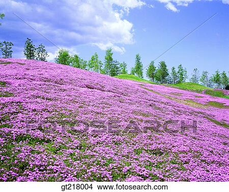 exterior, day, daytime, daylight, flower garden, spring, plain View Large Photo Image Picture - exterior, day, daytime, daylight, flower garden, spring, plain. Fotosearch