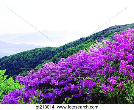Picture - exterior, day, daytime, daylight, mountain, spring, royal azalea. Fotosearch