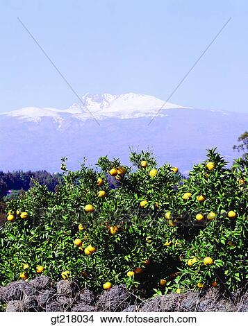exterior, day, daytime, daylight, Chejudo, Cheju, orange farm View Large Photo Image Picture - exterior, day, daytime, daylight, Chejudo, Cheju, orange farm. Fotosearch