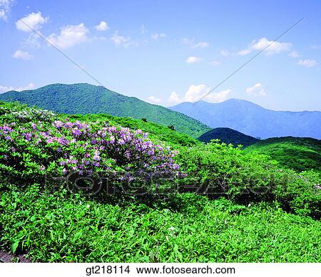 exterior, day, daytime, daylight, mountain, spring, royal azalea View Large Photo Image Picture - exterior, day, daytime, daylight, mountain, spring, royal azalea. Fotosearch