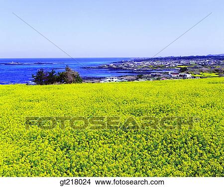 exterior, day, daytime, daylight, rape garden, sea View Large Photo Image Picture - exterior, day, daytime, daylight, rape garden, sea. Fotosearch