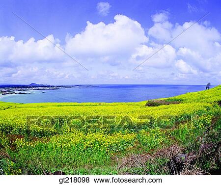 exterior, day, daytime, daylight, rape garden, plain, grassland View Large Photo Image Stock Photo - exterior, day, daytime, daylight, rape garden, plain, grassland. Fotosearch