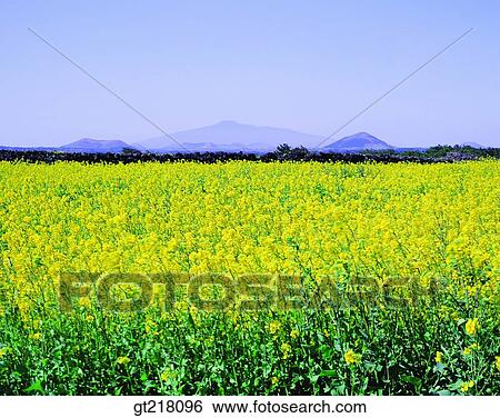 exterior, day, daytime, daylight, rape garden, plain, grassland View Large Photo Image Stock Photograph - exterior, day, daytime, daylight, rape garden, plain, grassland. Fotosearch