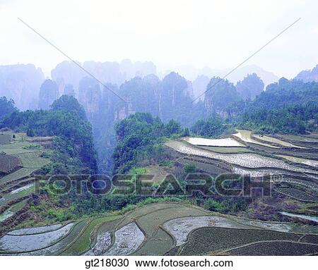 exterior, day, daytime, daylight, rice field, paddy field, mist View Large Photo Image Stock Image - exterior, day, daytime, daylight, rice field, paddy field, mist. Fotosearch
