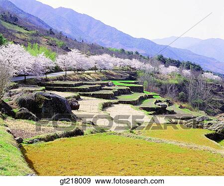 exterior, day, daytime, daylight, rice field, paddy field, spring View Large Photo Image Stock Photo - exterior, day, daytime, daylight, rice field, paddy field, spring. Fotosearch