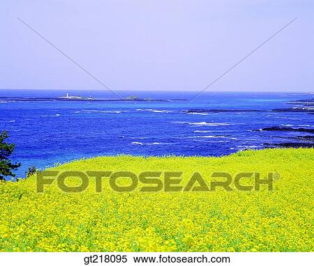exterior, day, daytime, daylight, sea, spring, rape garden View Large Photo Image Stock Photography - exterior, day, daytime, daylight, sea, spring, rape garden. Fotosearch