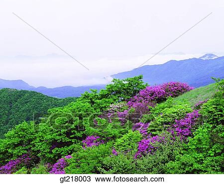 exterior, day, daytime, daylight, mountain, cloud and mist, cloud and fog View Large Photo Image Stock Image - exterior, day, daytime, daylight, mountain, cloud and mist, cloud and fog. Fotosearch