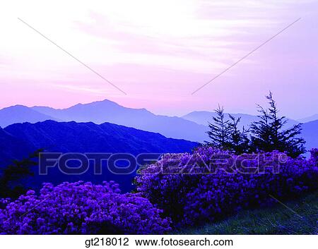 exterior, day, daytime, daylight, mountain, royal azalea, rhododendron View Large Photo Image Stock Image - exterior, day, daytime, daylight, mountain, royal azalea, rhododendron. Fotosearch