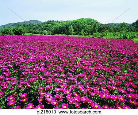 exterior, day, daytime, daylight, plain, grassland, peonyflower garden View Large Photo Image Stock Image - exterior, day, daytime, daylight, plain, grassland, peonyflower garden. Fotosearch