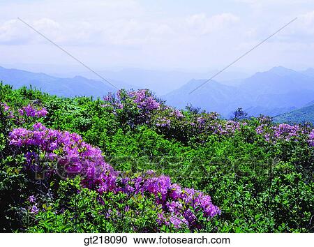 exterior, day, daytime, daylight, mountain, spring, royal azalea View Large Photo Image Stock Image - exterior, day, daytime, daylight, mountain, spring, royal azalea. Fotosearch