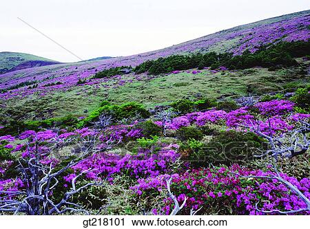 exterior, day, daytime, daylight, mountain, spring, royal azalea View Large Photo Image Stock Image - exterior, day, daytime, daylight, mountain, spring, royal azalea. Fotosearch
