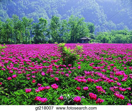 Stock Photo - exterior, day, daytime, daylight, peonyflower garden, peony, flower garden. Fotosearch