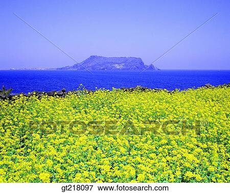 exterior, day, daytime, daylight, Sungsan sunrise peak, Chejudo, Cheju View Large Photo Image Stock Photo - exterior, day, daytime, daylight, Sungsan sunrise peak, Chejudo, Cheju. Fotosearch