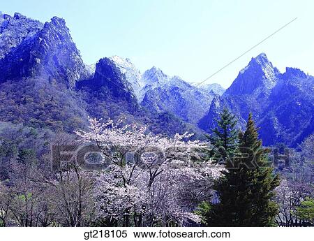 Stock Photography - exterior, day, daytime, daylight, mountain, spring, cherry blossom. Fotosearch